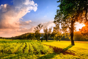 Open field that has many trees surrounded by hills and a sunset in the distance